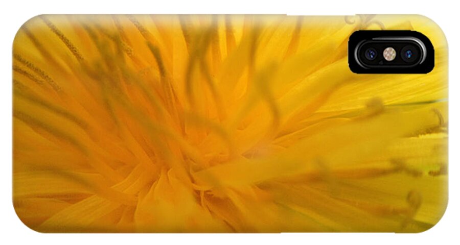 Macro iPhone X Case featuring the photograph Dandelion by Stevyn Llewellyn