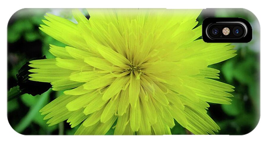 Floral iPhone X Case featuring the photograph Dandelion Symmetry by Lora Fisher