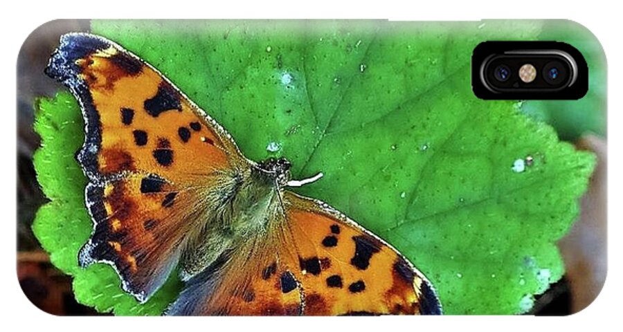 Butterfly iPhone X Case featuring the photograph Dangling Conversation by Gary Edward Jennings