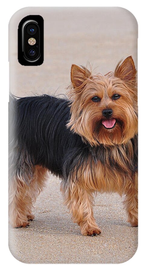 Yorkie iPhone X Case featuring the photograph Dapper Dog by Trish Tritz
