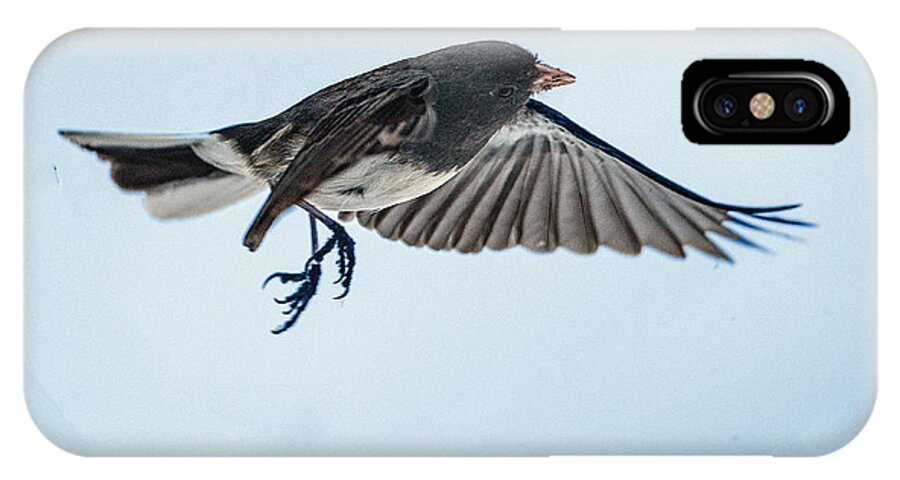 Bird iPhone X Case featuring the photograph Dark-eyed Junco Flying by William Bitman