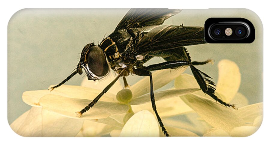 Comb iPhone X Case featuring the photograph Dark Winged Comb Footed Fly by Douglas Barnett