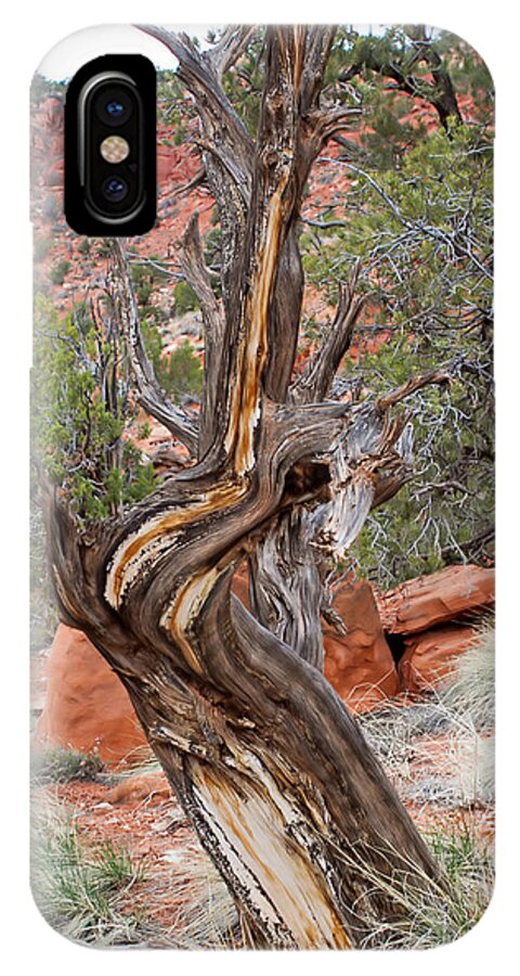 Tree iPhone X Case featuring the photograph Decorative Dead Tree by Farol Tomson