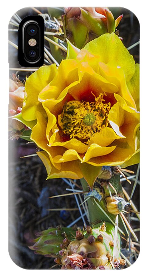 Cactus iPhone X Case featuring the photograph Desert Rose by David Wagner