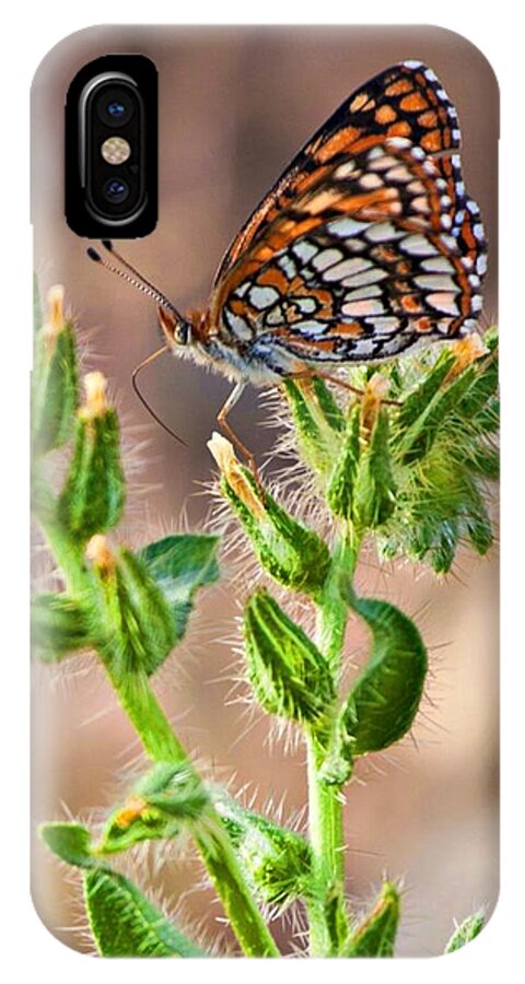 Butterfly iPhone X Case featuring the photograph Desert spring life by Tatiana Travelways