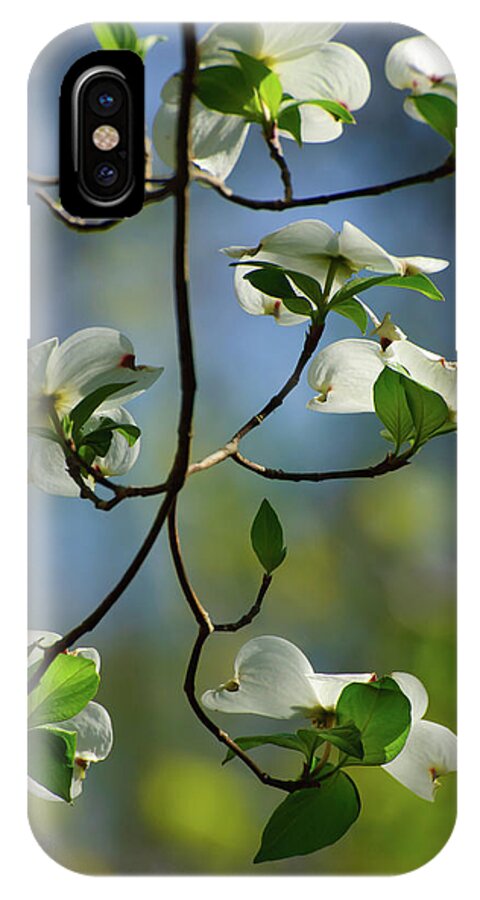 Spring Flowers iPhone X Case featuring the photograph Dogwood in Lake Murray by Iris Greenwell