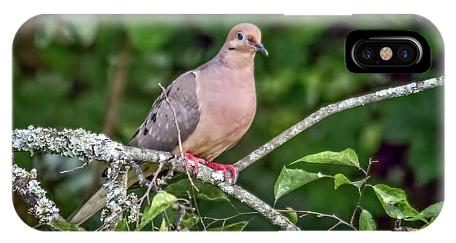 Wildlife iPhone X Case featuring the photograph Dove On A Branch by John Benedict