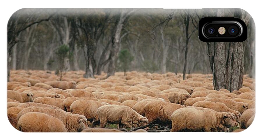 Vicki Ferrari Photography iPhone X Case featuring the photograph Droving Sheep at Albert Australia by Vicki Ferrari