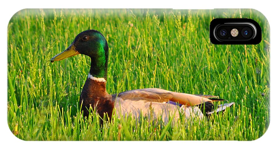 Ducks iPhone X Case featuring the photograph Duck in the Grass by Daniel Ness