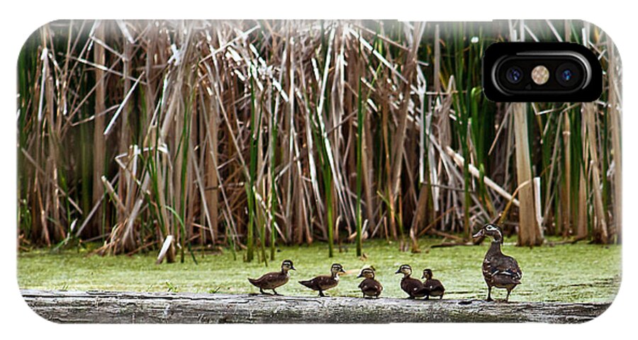 Wood Duck iPhone X Case featuring the photograph Ducks All In A Row by Ed Peterson