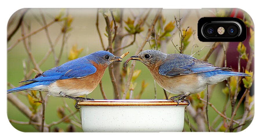 Eastern Bluebirds iPhone X Case featuring the photograph Early Bird Breakfast for Two by Bill Pevlor