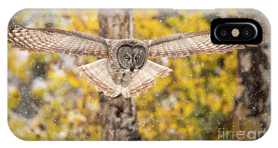 Great Gray Owl iPhone X Case featuring the photograph Silent Approach  #2 by Aaron Whittemore