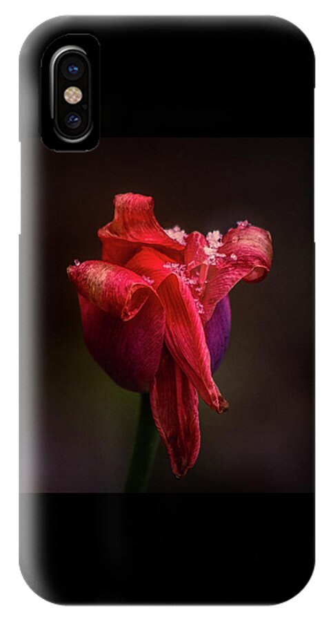 Red iPhone X Case featuring the photograph Early Spring by Allin Sorenson