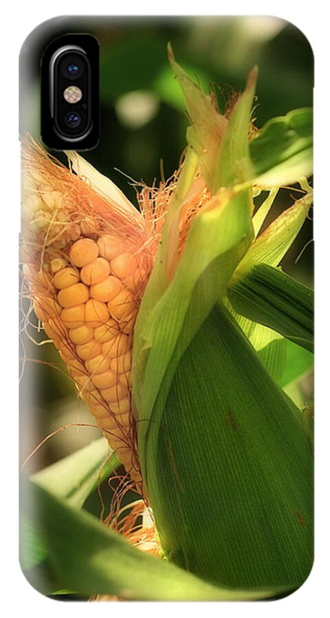 Farm iPhone X Case featuring the photograph Ear's To You Corn by Angela Rath