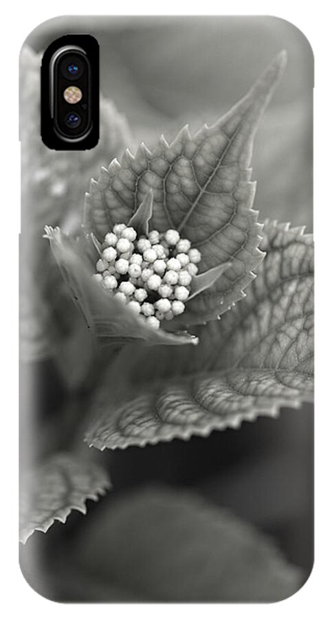 Flower iPhone X Case featuring the photograph Emerging Hydrangea by Marilyn Hunt