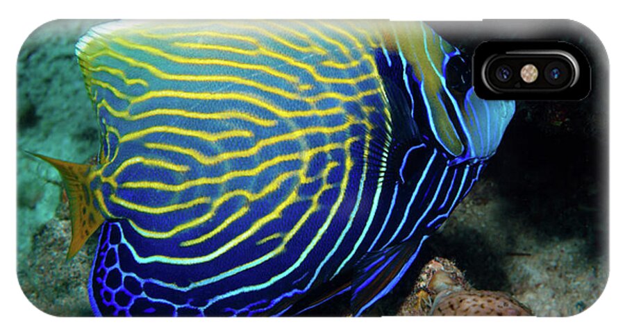 Emperor Angelfish iPhone X Case featuring the photograph Emperor Angelfish, Red Sea 1 by Pauline Walsh Jacobson