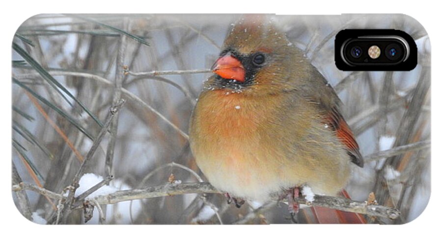 Cardinal iPhone X Case featuring the photograph Enjoying the Snow by Betty-Anne McDonald