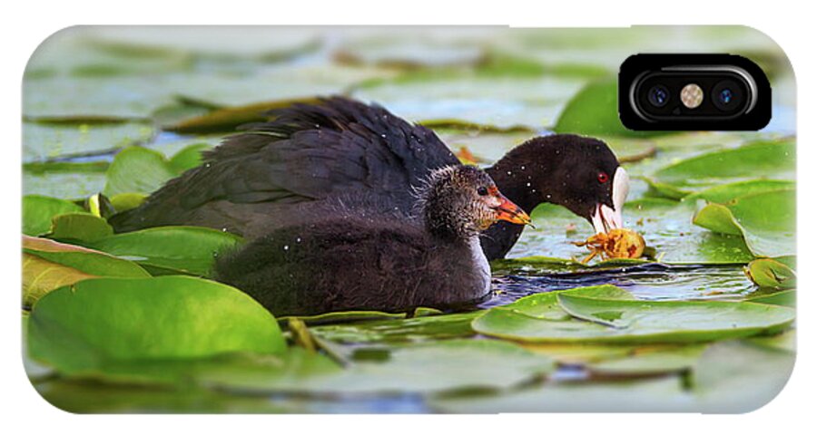 Coot iPhone X Case featuring the photograph Eurasian or common coot, fulicula atra, duck and duckling by Elenarts - Elena Duvernay photo