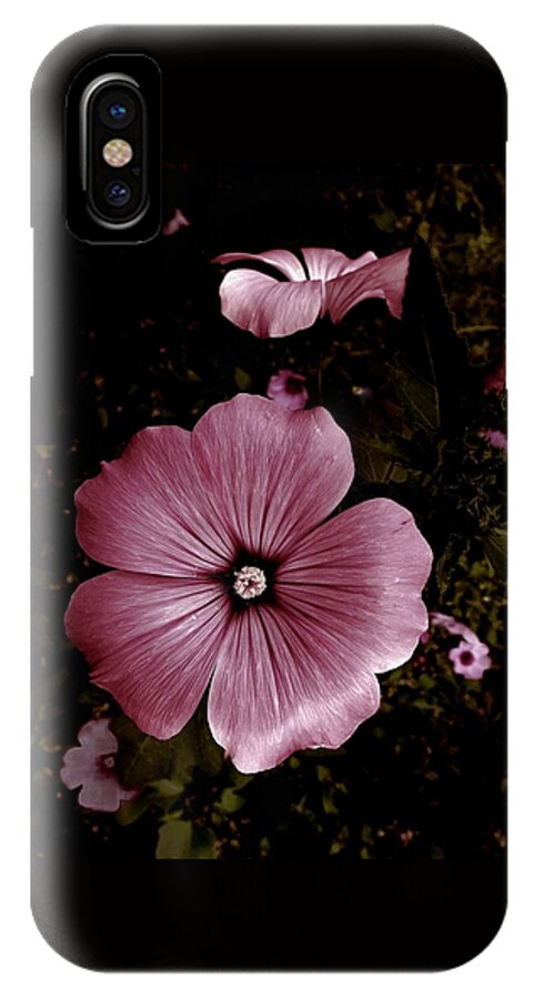 Flower iPhone X Case featuring the photograph Evening Rose Mallow by Danielle R T Haney