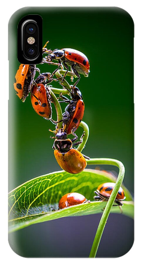 Ladybugs iPhone X Case featuring the photograph Exclamation Period by TC Morgan