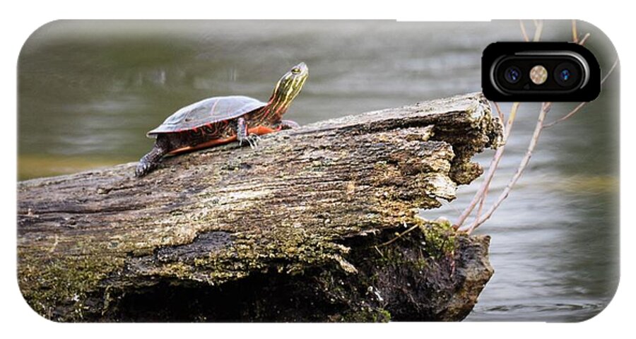 Color iPhone X Case featuring the photograph Exploring Turtle by Dale Adams