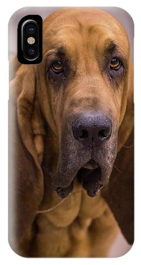 Dog iPhone X Case featuring the photograph Expressions by Jeff West