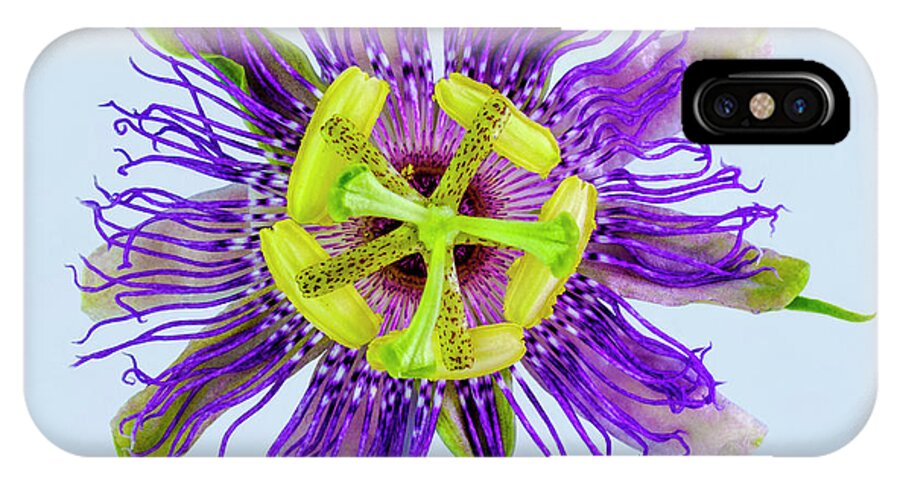 Expressive iPhone X Case featuring the photograph Expressive Yellow Green and Violet Passion Flower 50674B by Ricardos Creations