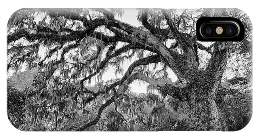 Fairchild iPhone X Case featuring the photograph Fairchild Tree by Dillon Kalkhurst