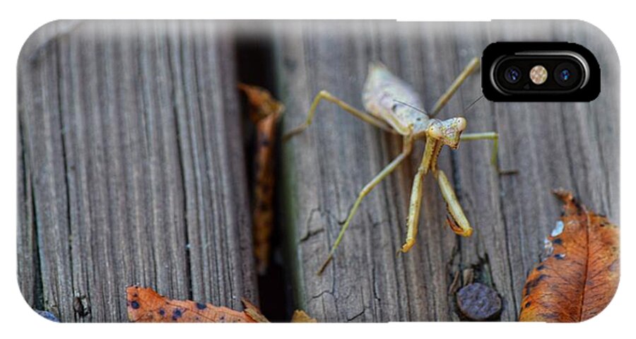 Praying Mantis iPhone X Case featuring the photograph Fall Mantis by Joseph Caban