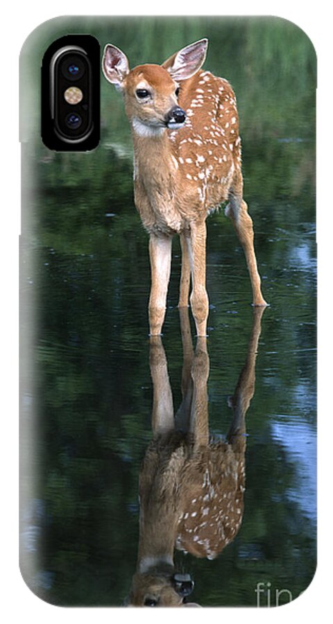Deer iPhone X Case featuring the photograph Fawn Reflection by Sandra Bronstein