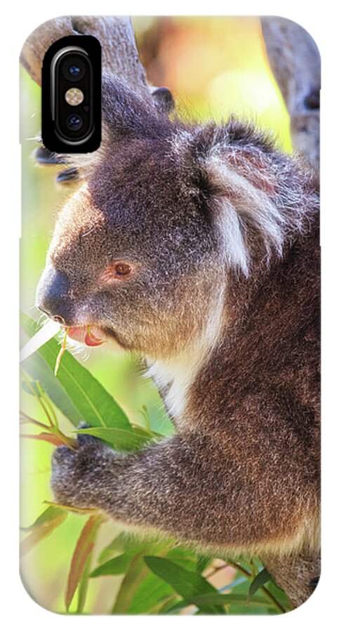 Mad About Wa iPhone X Case featuring the photograph Feed Me, Yanchep National Park by Dave Catley