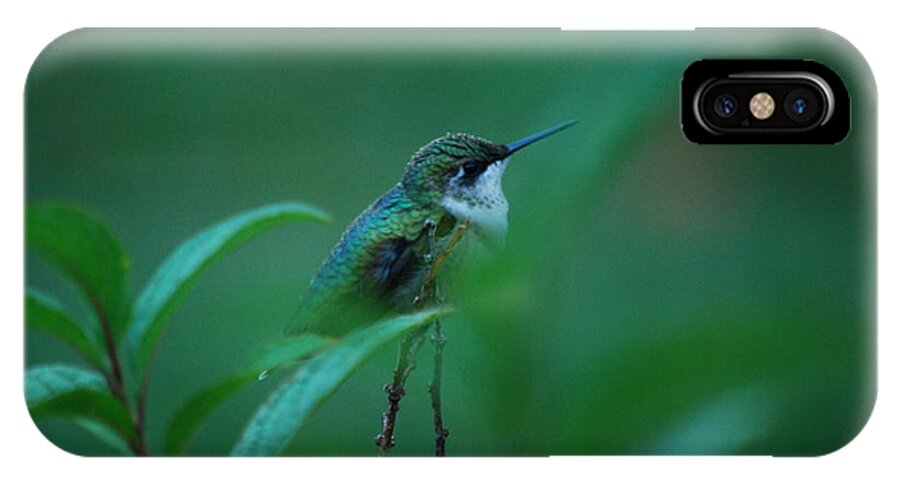 Hummingbird iPhone X Case featuring the photograph Feeling Green by Lori Tambakis