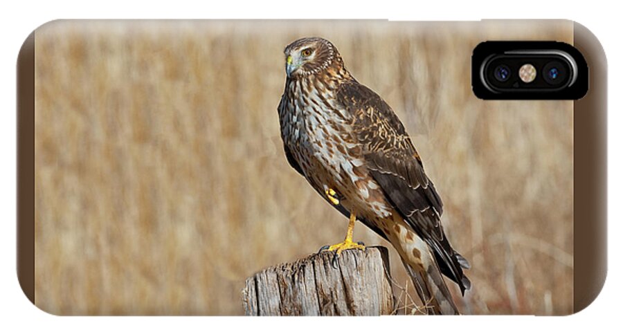 Adult iPhone X Case featuring the photograph Female Northern Harrier Standing on One Leg by Jeff Goulden