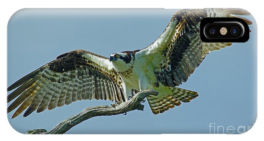Bird iPhone X Case featuring the photograph Female Osprey by Larry Nieland