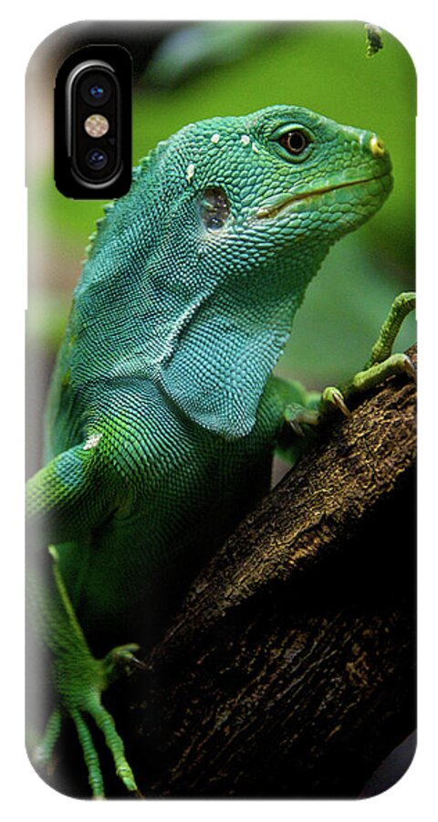 Brachylophus Fasciatus iPhone X Case featuring the photograph Fiji iguana in profile on tree branch by Ndp 