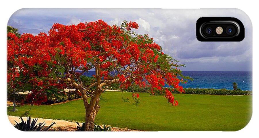 Flamboyant Tree iPhone X Case featuring the photograph Flamboyant Tree in Grand Cayman by Marie Hicks