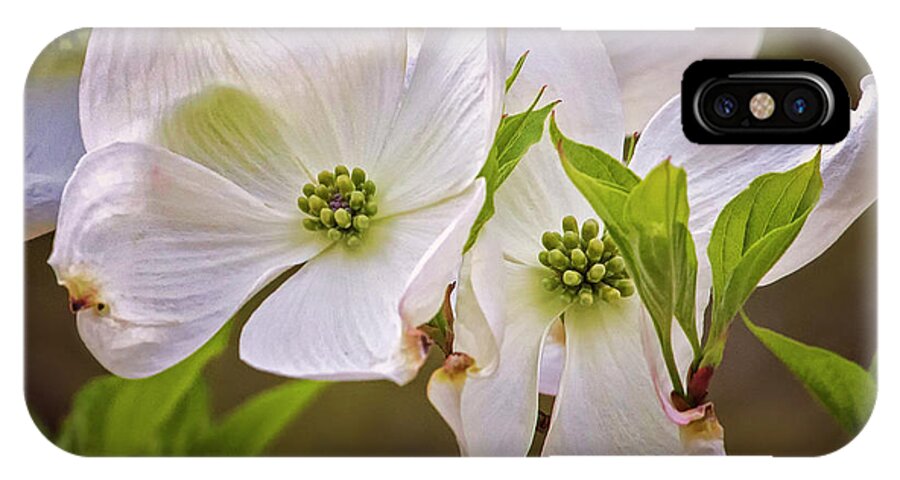 White iPhone X Case featuring the photograph Flowering Dogwood by Emma England