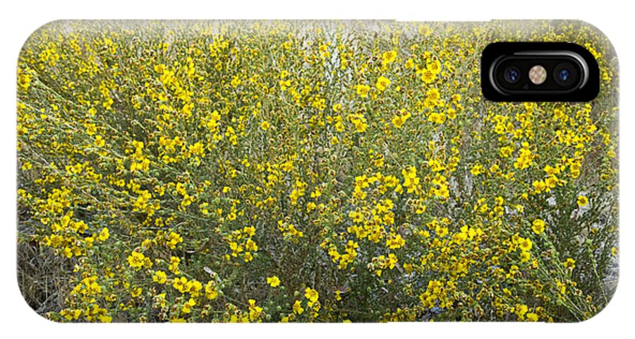 Tarweed iPhone X Case featuring the photograph Flowering Tarweed by Inga Spence