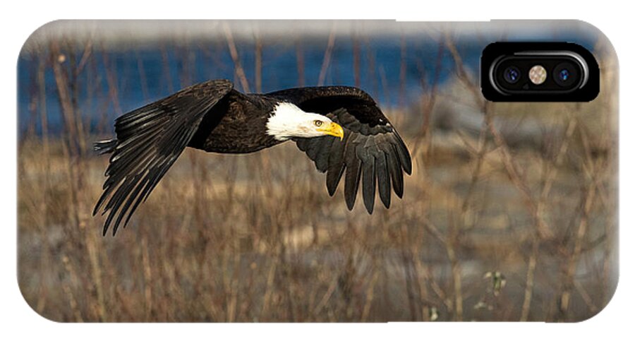 Eagle iPhone X Case featuring the photograph Flying By by Shari Sommerfeld