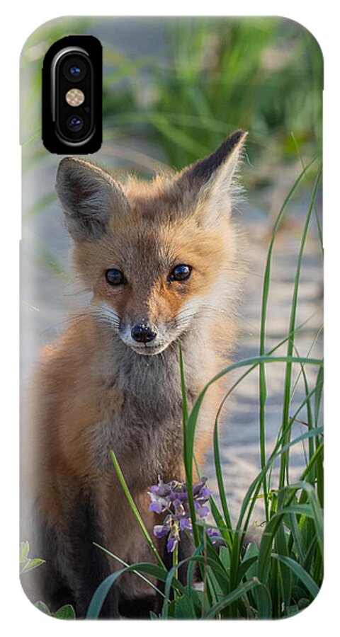 Red Fox iPhone X Case featuring the photograph Fox Kit by Bill Wakeley