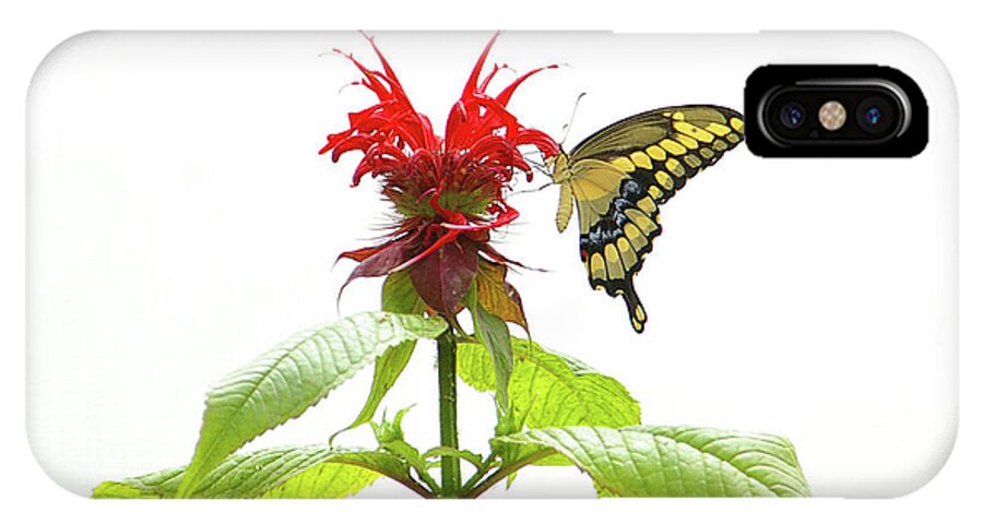 Animal iPhone X Case featuring the photograph Giant Swallowtail Butterfly by Rick Bures