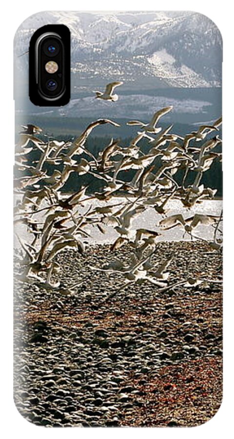 Herring iPhone X Case featuring the photograph Gift From The Sea by Alicia Kent