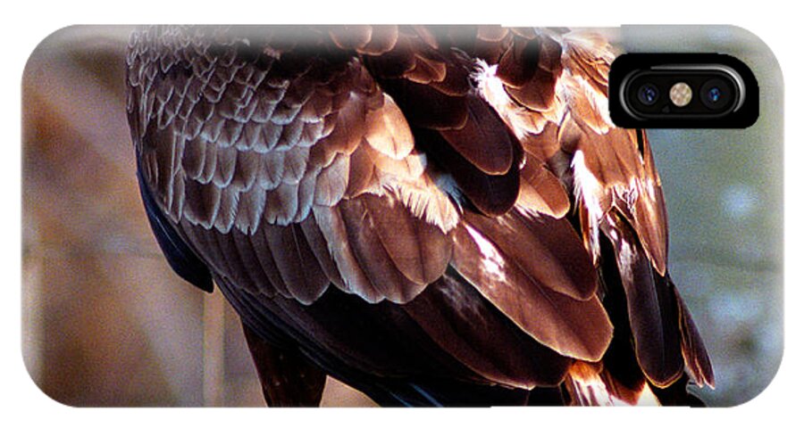 Golden Eagle iPhone X Case featuring the photograph Golden Eagle by Terry Elniski