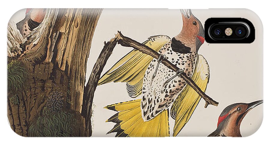 Golden-winged Woodpecker iPhone X Case featuring the painting Golden-winged Woodpecker by John James Audubon