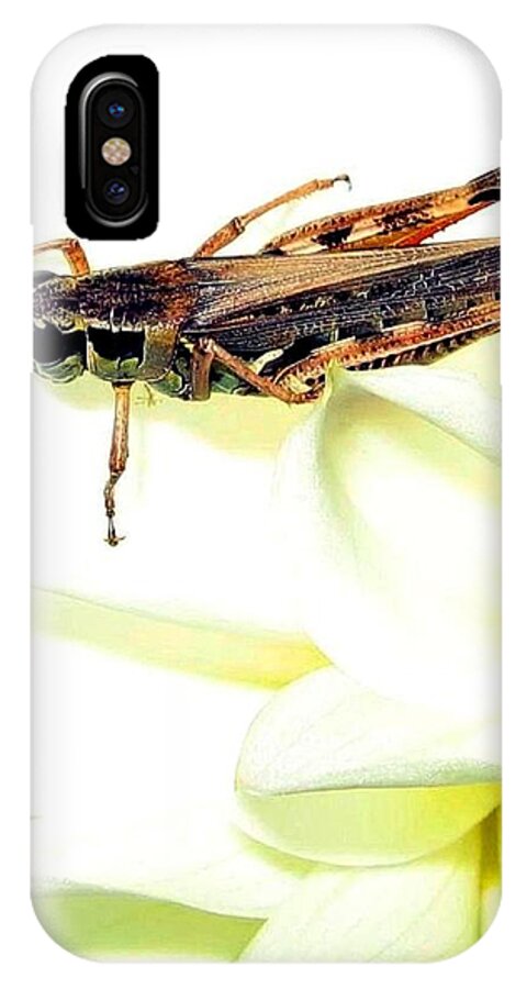 Grasshopper iPhone X Case featuring the photograph Grasshopper by Will Borden