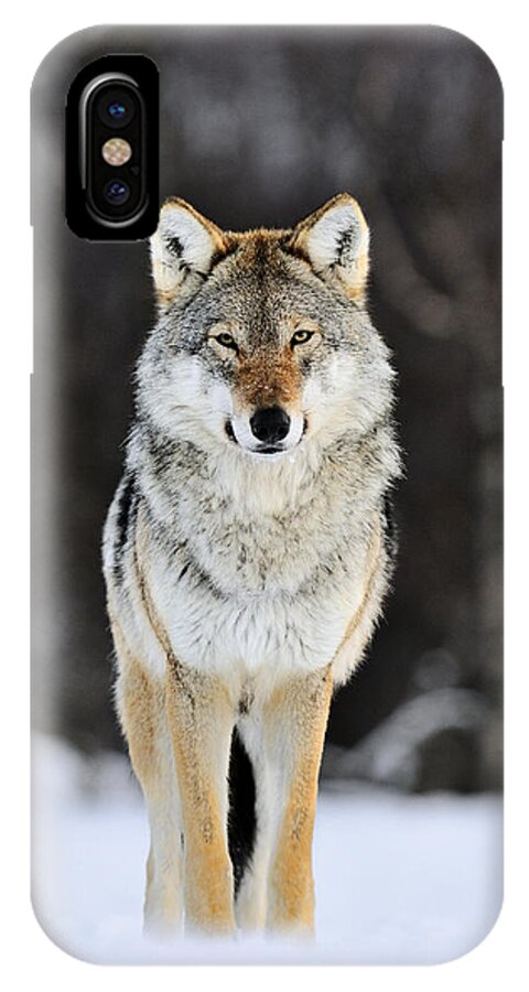 Mp iPhone X Case featuring the photograph Gray Wolf in the Snow by Jasper Doest