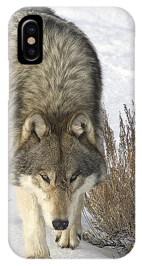 Wolf iPhone X Case featuring the photograph Gray Wolf by Gary Beeler