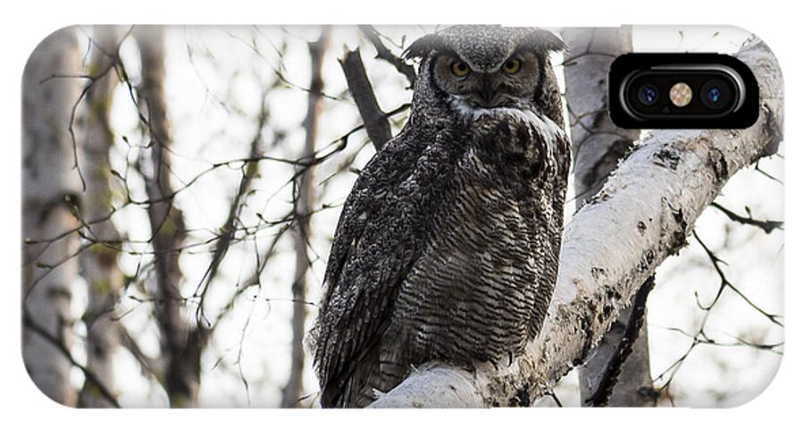 Alaska iPhone X Case featuring the photograph Great Horned Owl by Ian Johnson