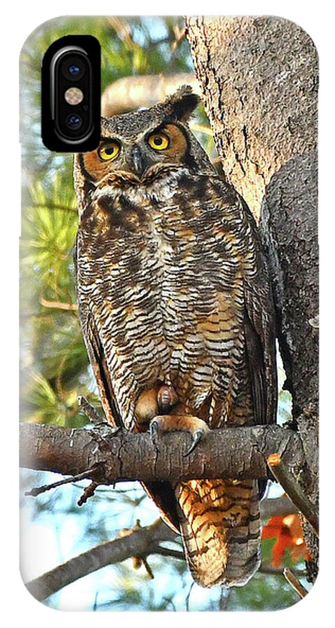 Great Horned Owl iPhone X Case featuring the photograph Great Horned Owl by Ken Stampfer