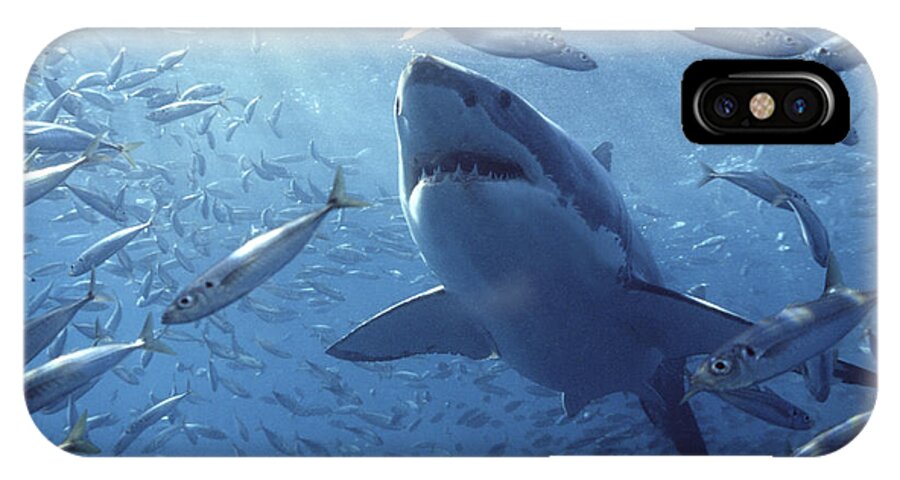 Mp iPhone X Case featuring the photograph Great White Shark Carcharodon by Mike Parry